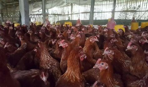 harga ayam petelur yang sudah tidak produktif  Pemanfaatan ayam petelur afkir masih sangat kurang jika dibandingkan dengan ayam broiler ataupun ayam buras, sedangkan setiap tahun terdapat 2,6 milyar2