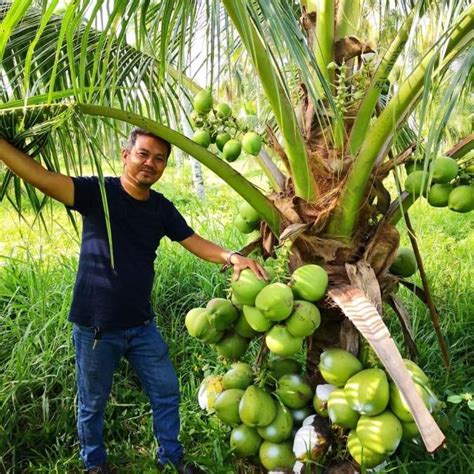 harga bibit kelapa dwarf indian  Home