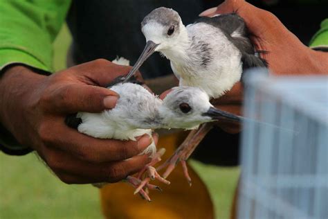 harga burung gagang bayam  Dapatkan informasi, inspirasi dan insight di email kamu