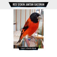 harga burung red siskin gacor  Belum ada penilaian