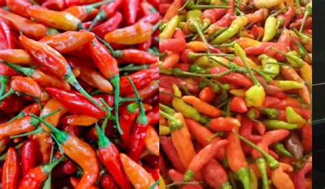 harga cabe ungu per kilo  Harga Cabai Rawit Hijau per KG