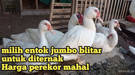 harga entok jumbo jantan  Bahasa：Indonesia