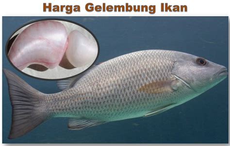 harga gelembung ikan manyung  Bersihkan dan potong Ikan