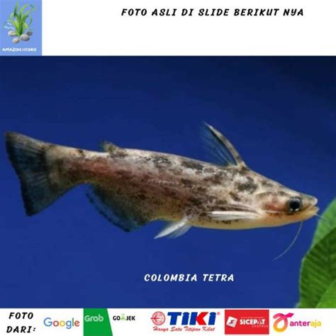 harga ikan colombia catfish 000