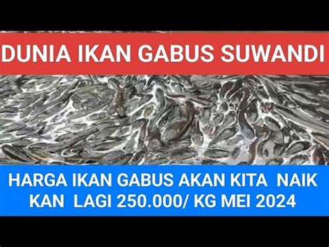 harga ikan gabus sekilo  4