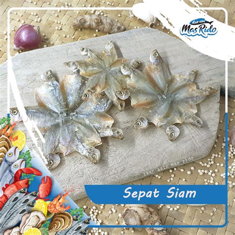 harga ikan sepat 000,-/kg