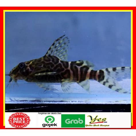 harga ikan synodontis  Harga Ikan Hias Platydoras Platy Doras Catfish Pembersih Aquascape Air Tawar