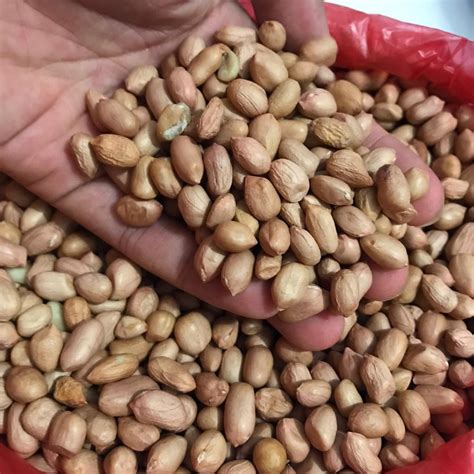 harga kacang tanah di pasaran pasarami merupakan singkatan untuk Pasar Padang dalam Sistem Informasi, memberikan informasi seputar harga dan pasar di Kota Padang