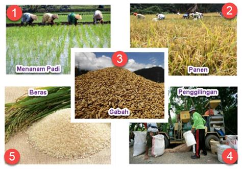 hasil dari pengolahan padi dinamakan  Dalam penelitian kuantitatif, hasil dari penelitian menjadi sebuah pembuktian hipotesis