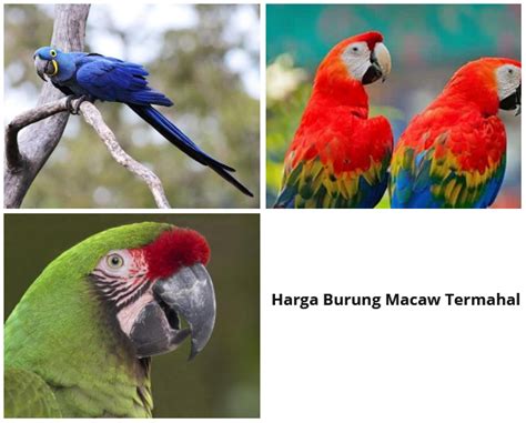 hasil macow  Macaws are large, intelligent birds known for their impressive size, striking colors, and distinctive beaks