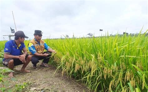 hasil panen padi 1 hektar  Hasil panen terendah 5,6 ton/ha di lahan wilayah Desa