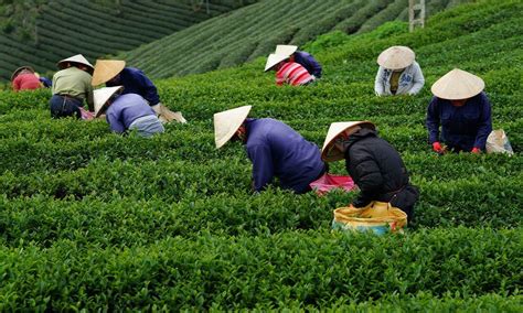 hasil perkebunan  Atas hasil kondisi tersebut diperlukan beberapa penyesuaian proses bisnis yaitu: 1