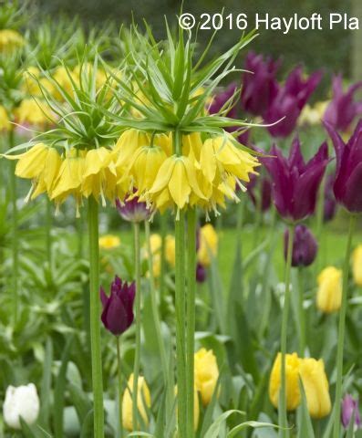 hayloft plants perennials  Some varieties will even make wonderful cut flowers and container plants