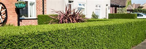 hedge trimming services north shore  We can also offer Topiary as a hedge trimming service; We always clean up afterwards, which includes blowing pavements and driveways and disposing of the