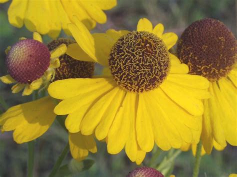 helenium flexuosum  Indians used an infusion of the leaves as a laxative