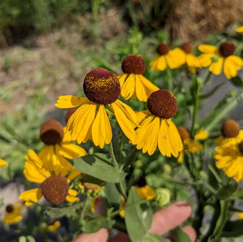 helenium flexuosum  The plant is quite striking when in full flower