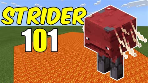 hell strider minecraft Web All About Striders In Minecraft For 1