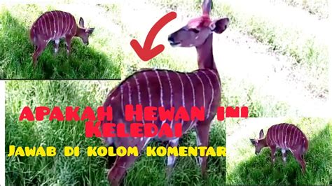 hewan kedelai  - Pecinta alam menyruh