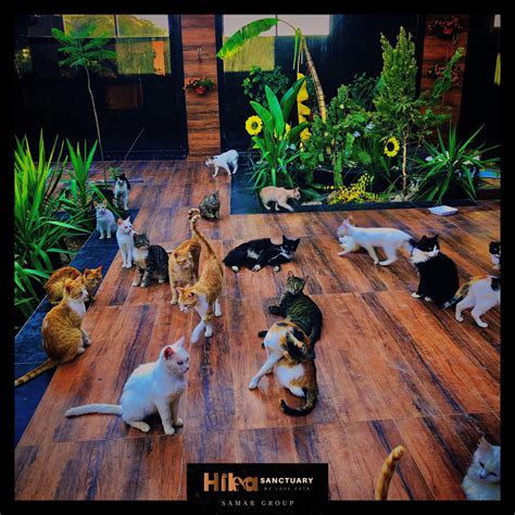 hiba den cat sanctuary location  Come and meet the many rescue cats and kittens available for adoption - all from death row at