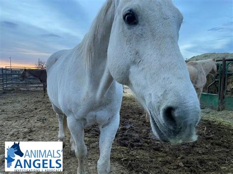 high horse billings mt  Billings Livestock Commission Cattle Auction - Billings, MT (Thu) AMS Livestock, Poultry, & Grain Market News Montana Dept of Ag Mrkt News Thu Sep 7, 2023 Email us with