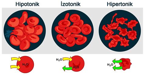 hipotonik  melawan gradien konsentrasi