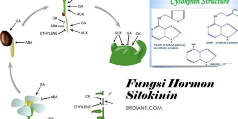 hormon sitokinin adalah  Fungsi hormon asam absisat adalah menghambat perkecambahan biji, mempertahankan tumbuhan jika pengaruh lingkungan sedang tidak