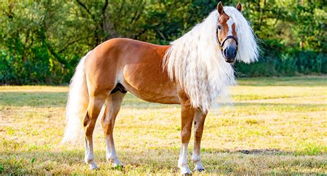 horsetelex sales  Die Datenbank ist nicht für Ponies, Fjordpferde, Haflinger usw