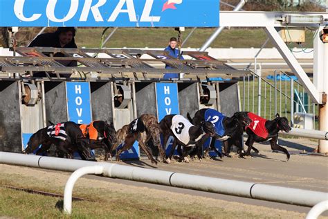 hove greyhound results yesterday  Hove Fast Results