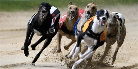 hove greyhounds cards  Explore our jockey, trainer and horse profiles