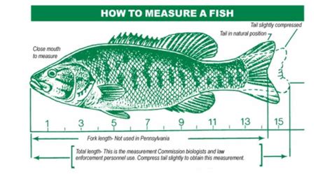 how many red fish per person in texas  59