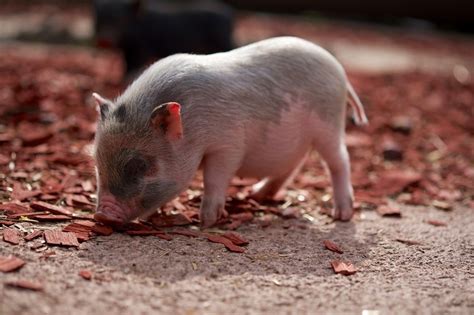 how much does it cost to buy a piglet  If not, do not push yourself