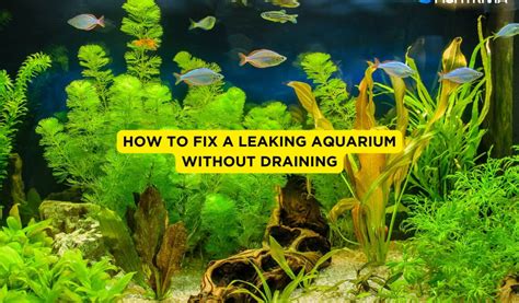 how to fix a leaking aquarium without draining  Use the razor blade to remove the old sealant