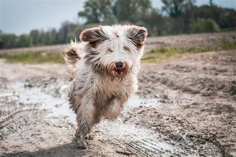 how to keep dogs from tracking dirt in the house  Extra fluffy dogs are great snuggle buddies