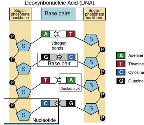 how to pronounce nucleotide Last updated November 22, 2023