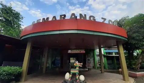 htm semarang zoo  SEMARANG – Kebun Binatang (Bonbin) Mangkang yang kini disebut Semarang Zoo kembali dibuka untuk umum, mulai Rabu (15/7/2020)