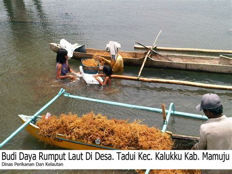 hubungan rumput laut dengan budaya setempat  Sasaran produksi rumput laut pada tahun 2014 adalah sebesar 10