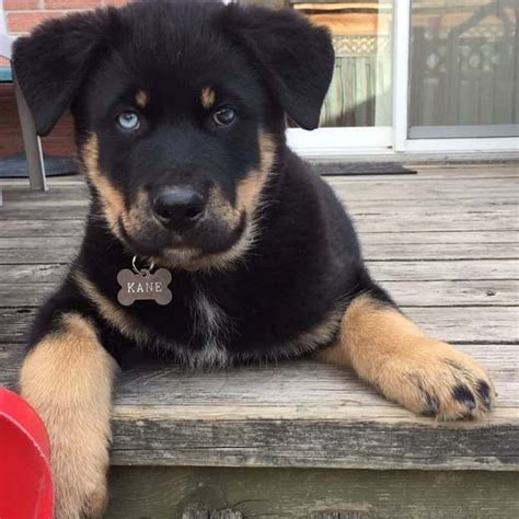 husky rottie mix The Rottweiler Husky Mix, or Rottsky, is a beautiful and intelligent combination of two loyal and devoted breeds