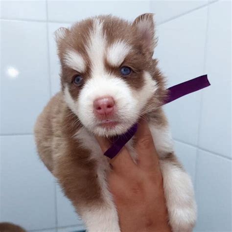 husky siberiano fêmea branca  O peso é proporcional à altura