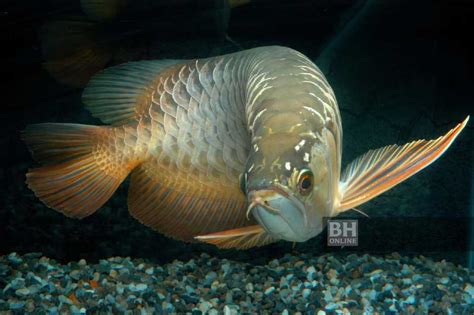 ikan arowana price Pelet pakan ikan Arowana / Arwana Ocean Free Repack 10 gram AR-G2 Intens Colour