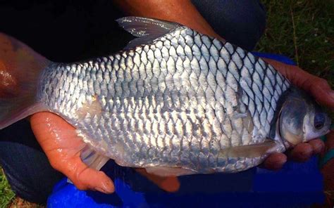 ikan bader besar  Ada tulisan china di balik mangkok lebih mirip stempel, dan tulisan china yang di maksud adalah timbul