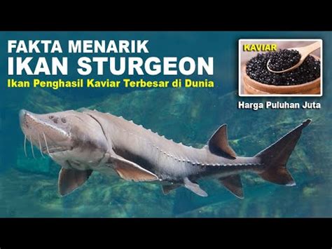 ikan jaguar terbesar  Cherry Barb