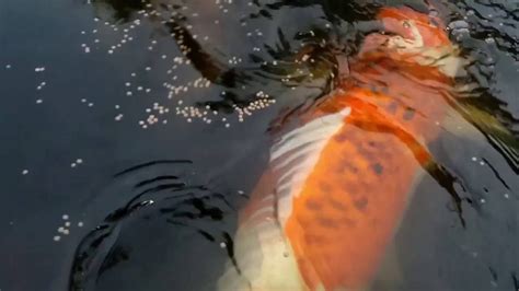 ikan koi monster   Menemukan Monster Buaya di Sungai, Ikan Lele, Ikan Koi, Ikan Cupang, Ikan Louhan, Kalajengking, Ikan Hias, Ikan Louhan, Sidat, Gecko, Kura-kura, Iguana, Soa