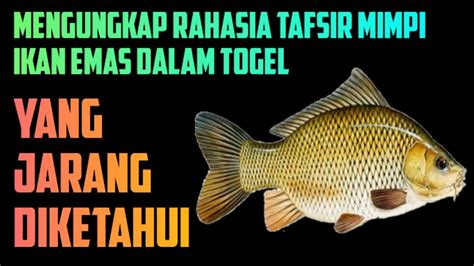 ikan koi togel 012