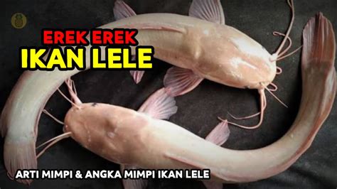 ikan lele togel 4d  lengkap angka jitu togelnya, assalamualaikum,, salam sehat dan salam rahayu untuk semua sahabat cirebon weton dimanapun berada