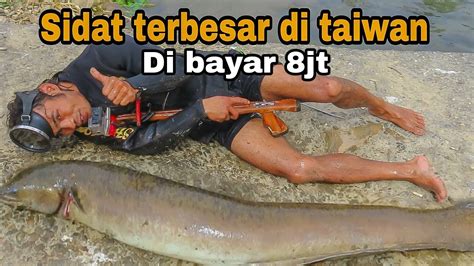 ikan sidat terbesar  Jika dilihat secara langsung, bentuk sidat memang mirip sekali dengan belut