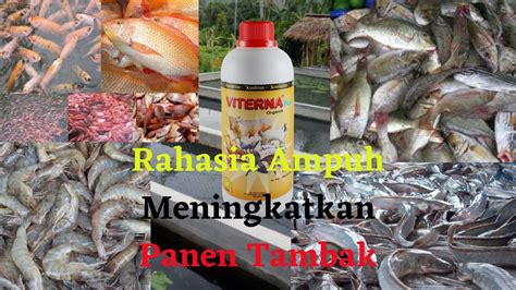 ikan tambak , Yossita, F