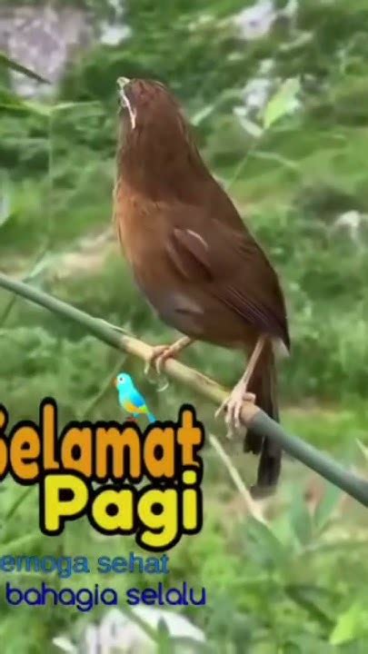 ilmu kuwi bisa kanggo sangu  “Kayadhene paribasan lawas sing saiki kuwalik, yen bapak polah kuwi anake ya kudu melu kepradhah