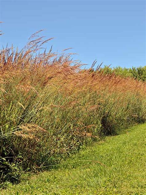 indiangrass ny4 ecotype  It is a perennial, warm season bunch grass with short rhizomes and erect stems that reach a height of six feet