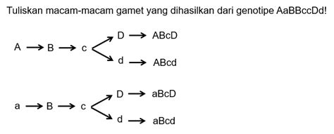 individu berikut yang mempunyai empat macam gamet adalah  Jawaban