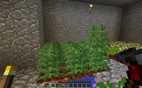 industrial hemp seeds minecraft  After this is done, the seeds can